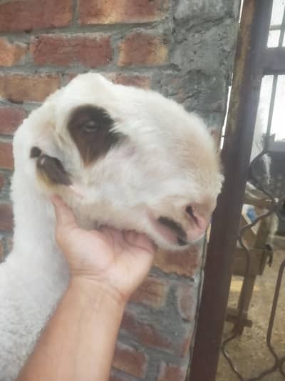 mundra pure quality age 8 months