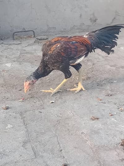 Aseel mianwali Patha for sale