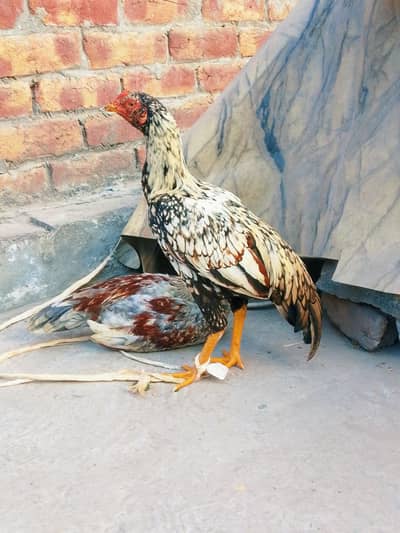 aseel pahty for sell