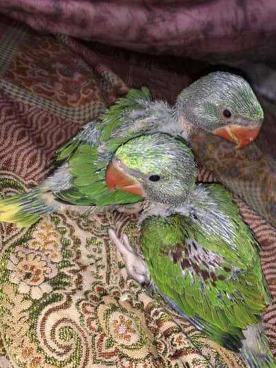 Raw Chicks Cover Jumbo Size