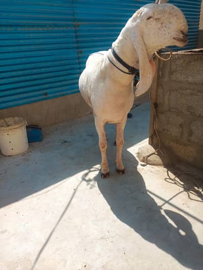 larkana 4 dant time pass walay door  rahain