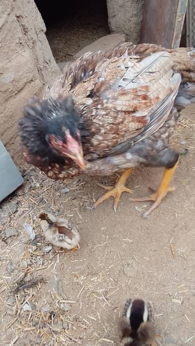 10 aseel mianwali cheeks for sale ti murgi