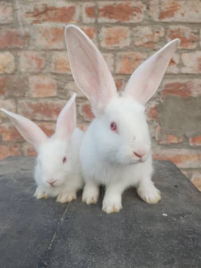 Newziland white bunnies/Snow white Rabbits babies /Cute Bunnies/