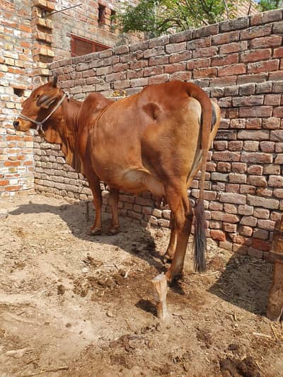 cow sahiwal