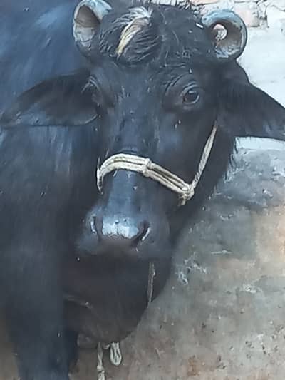 pure neli nasl ki jhoti 2mah ki ghbn dodh 8kg mashallah healthy nd act