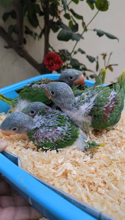 Raa/Alexanderine Parrot Wildlife Registered Chicks