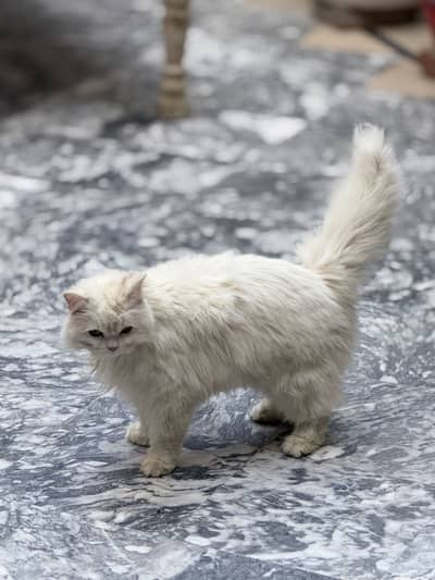Persian cat