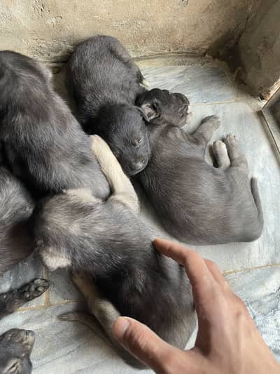 German shepherd pups