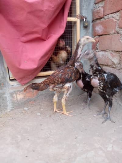 Dragon+pakoye chicks pair