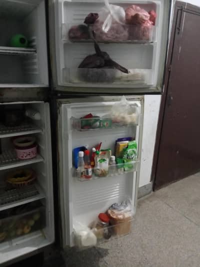 Freezer PEL Company Large Size