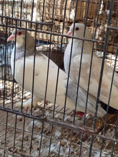 Call Peele Gulal Breeder joda For Sel mein is bhai ko bhi chahie Rafta