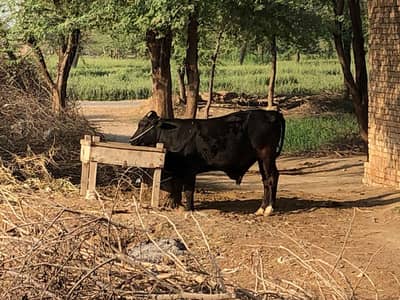 ڈیری فارم وچھا