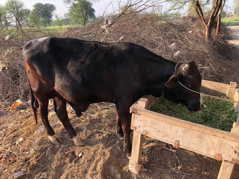 ڈیری فارم وچھا 1