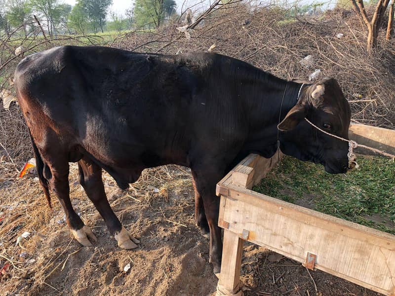 ڈیری فارم وچھا 2