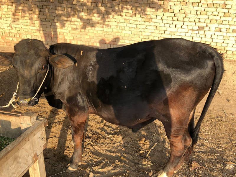 ڈیری فارم وچھا 3