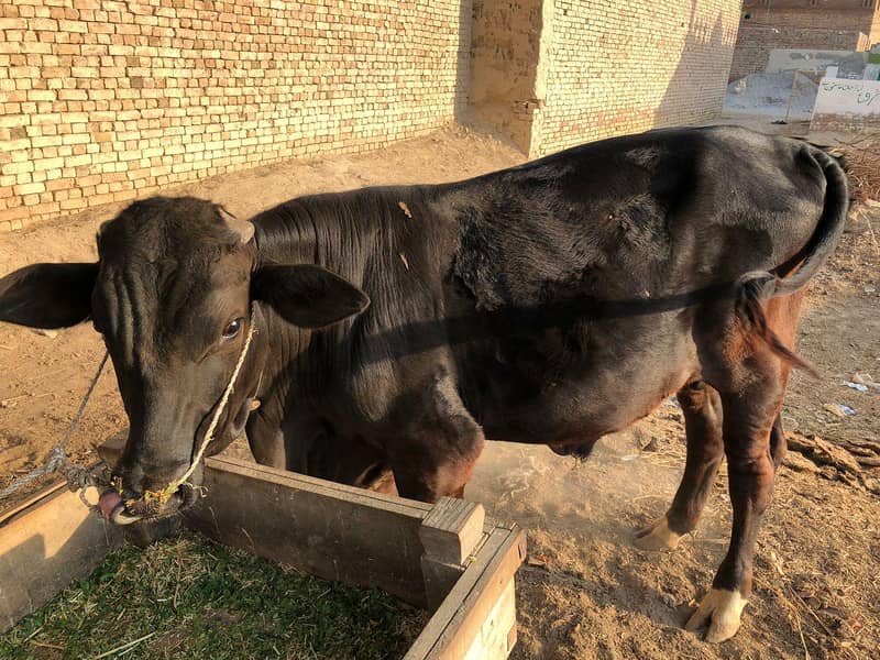 ڈیری فارم وچھا 5