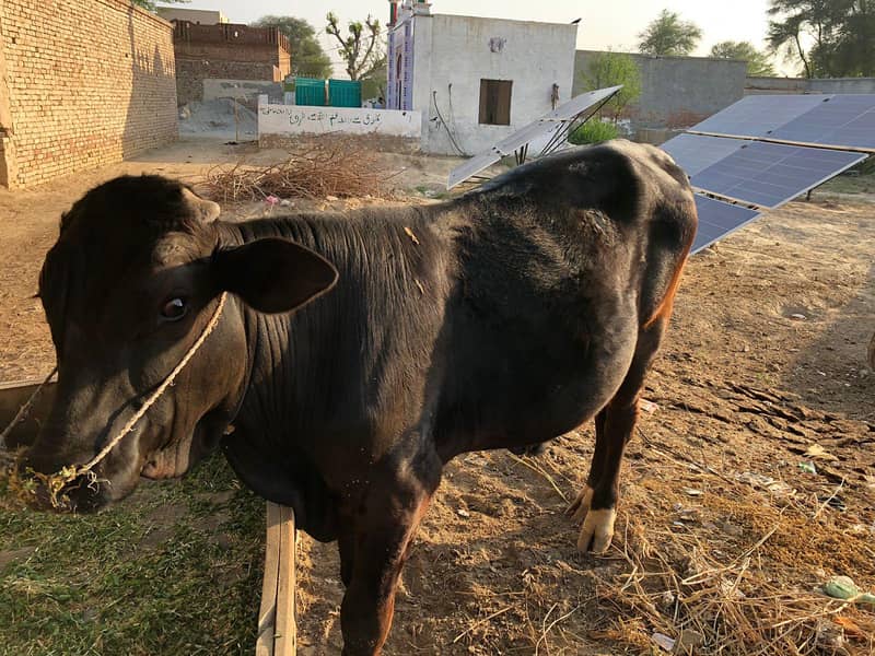 ڈیری فارم وچھا 6