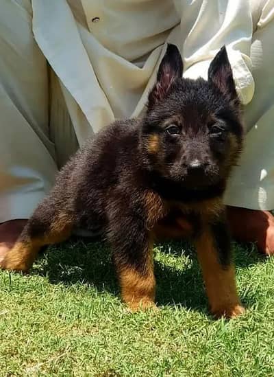 German Shepherd long coat puppy healthy active urgent