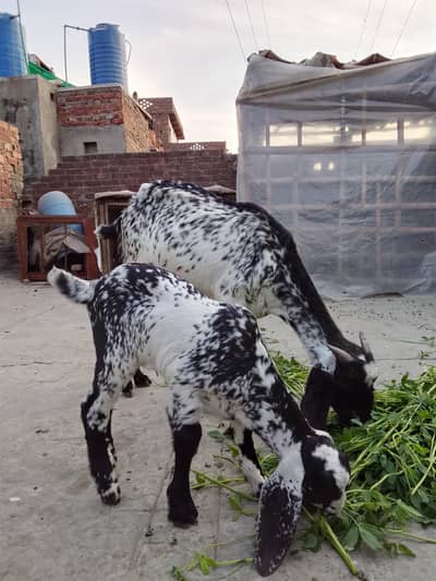 Bakri aur Bacha Sale ke liye hazir hai! 