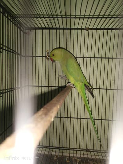 Ringneck Male