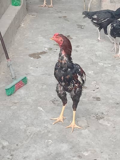 Aseel yong male  female and chiks available