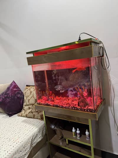 New fish aquarium