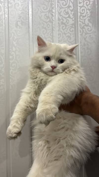 Persian white cat
