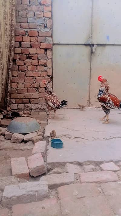 all setup far sale ak aseel big murga ha our ak murge our