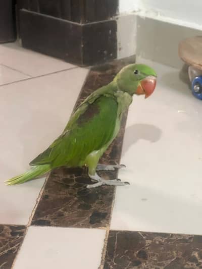 Raw parrot chicks healthy and active