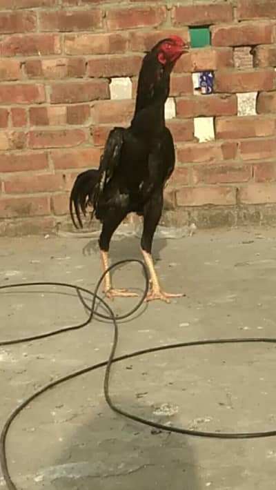 black shamo pair  and white shamo chicks or white shamoo female