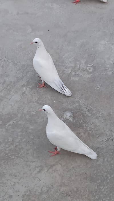 pigeon  baby pair