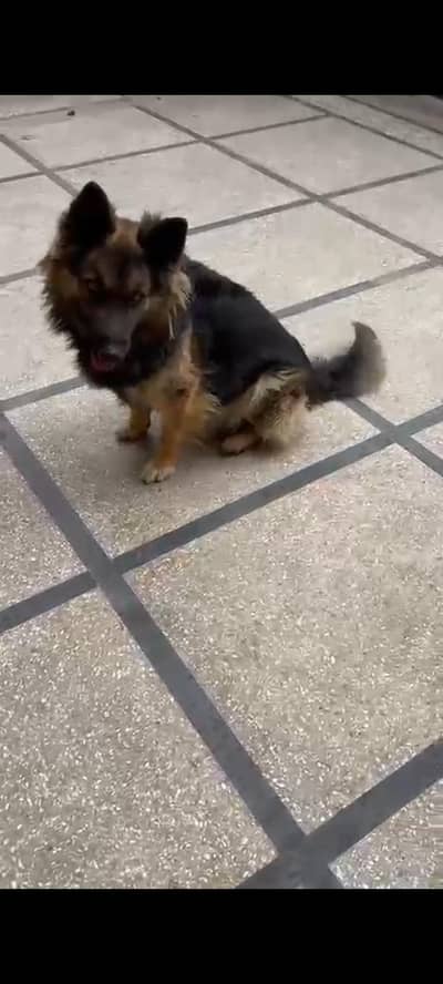 German Shepherd long coat vaccination book Vaccine book hai