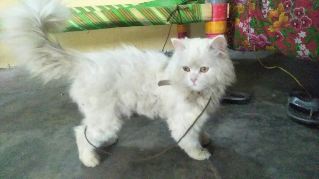 Persian 1