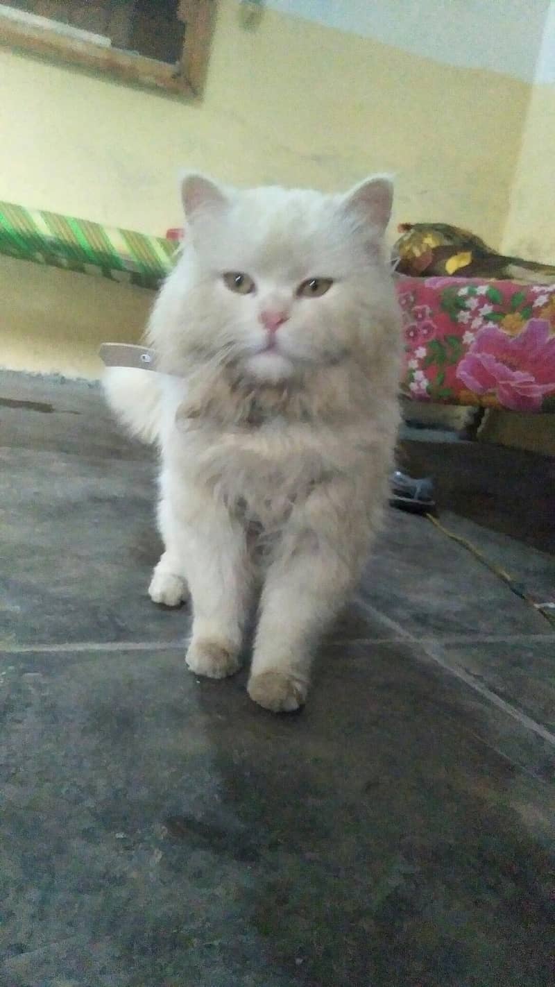 Persian 2