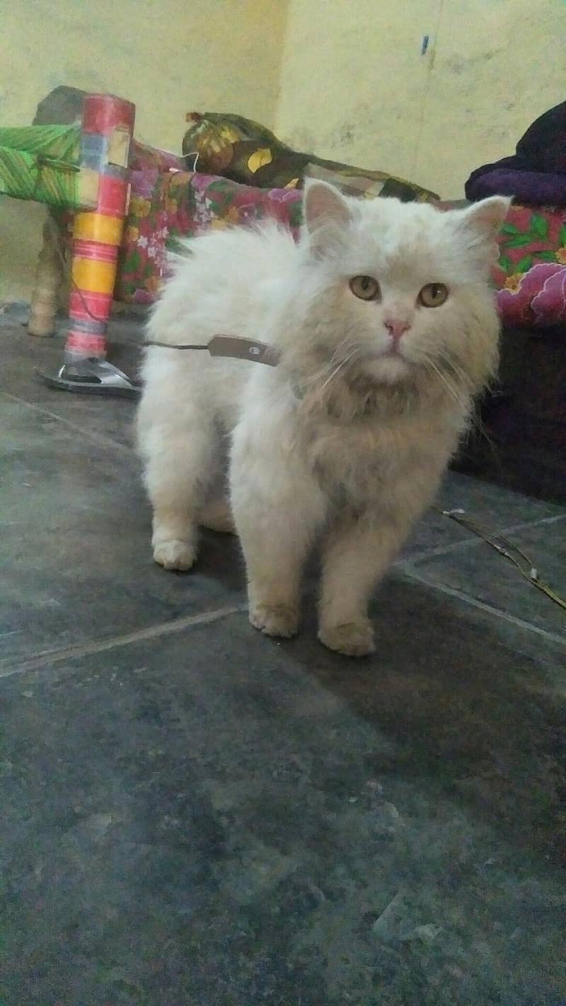 Persian 3