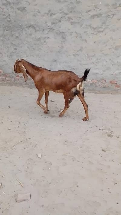 تندرست بکری عمر 3 سال کے قریب