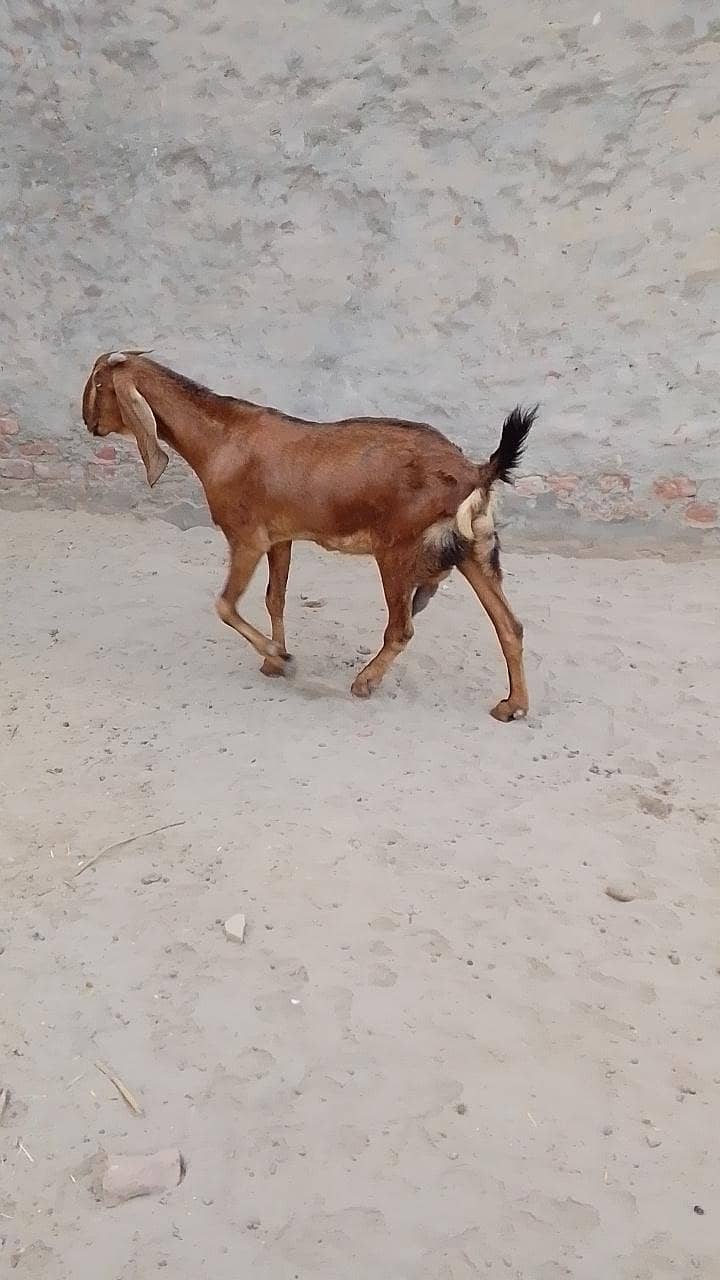 تندرست بکری عمر 3 سال کے قریب 0