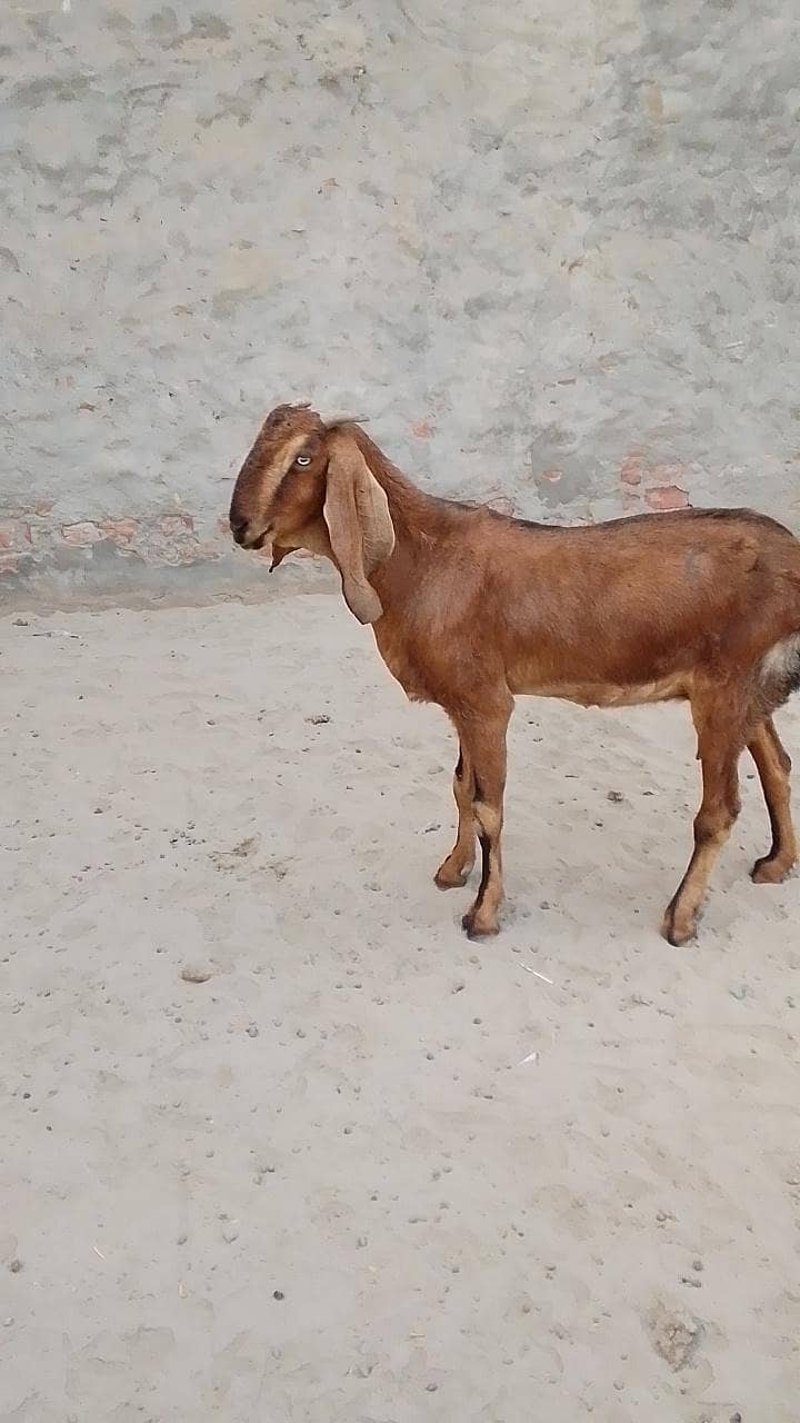 تندرست بکری عمر 3 سال کے قریب 1