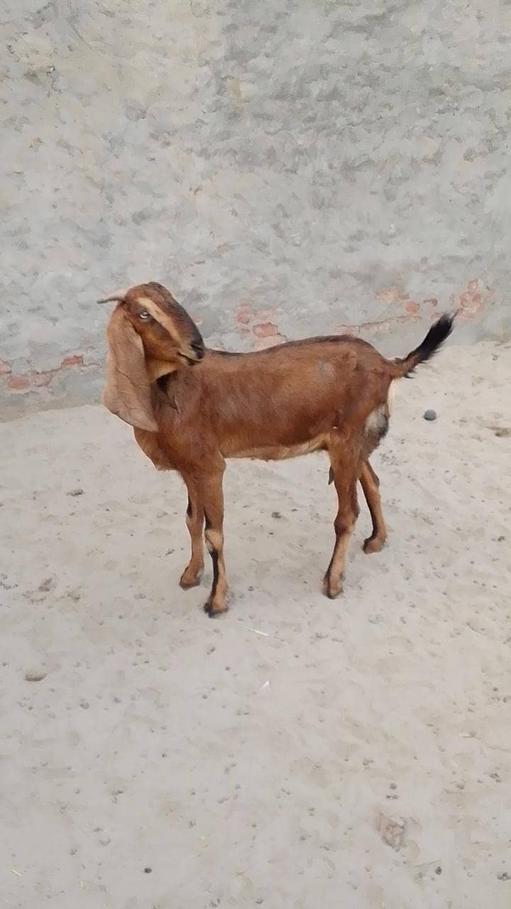 تندرست بکری عمر 3 سال کے قریب 2