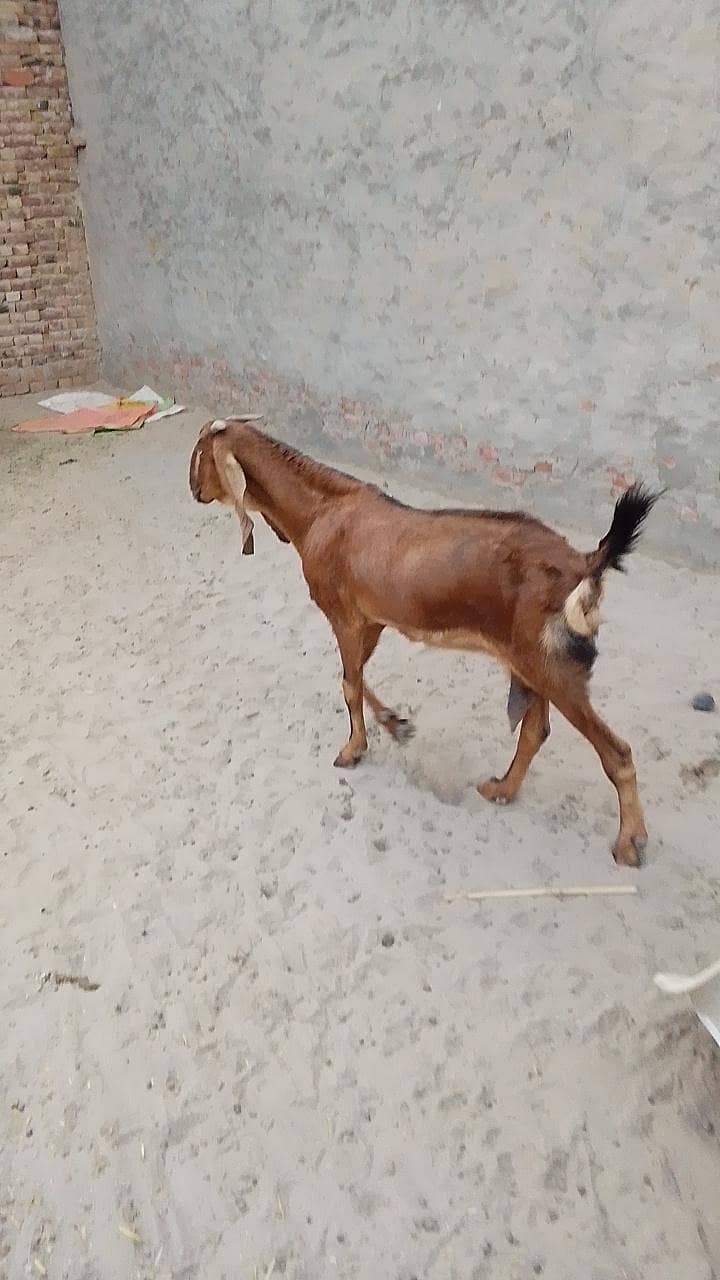 تندرست بکری عمر 3 سال کے قریب 3