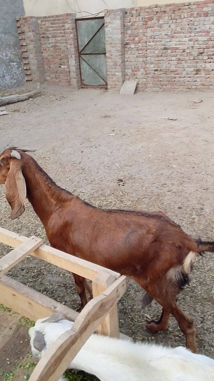 تندرست بکری عمر 3 سال کے قریب 4