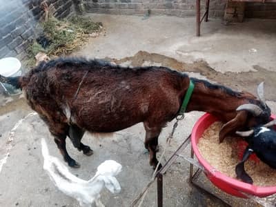 pure Desi bkri 3 bachon k sath 1male 2female 10 days old