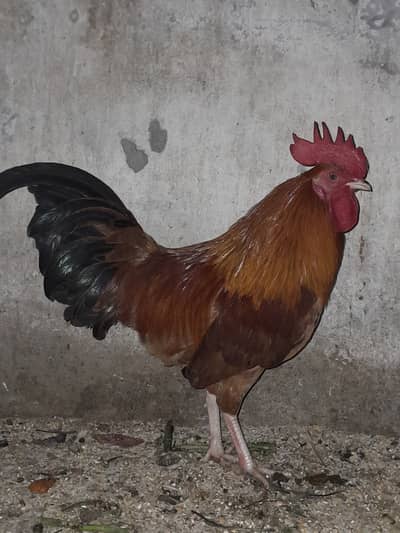 Desi Murgh,2 desi Murghiyah