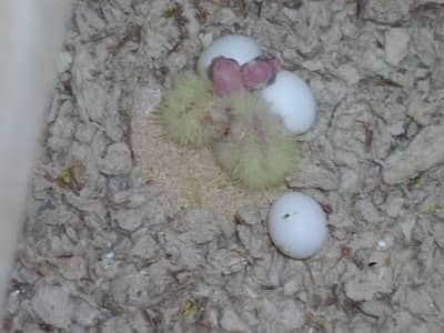 3 Common White Chicks Available in Red Eyes for Sale