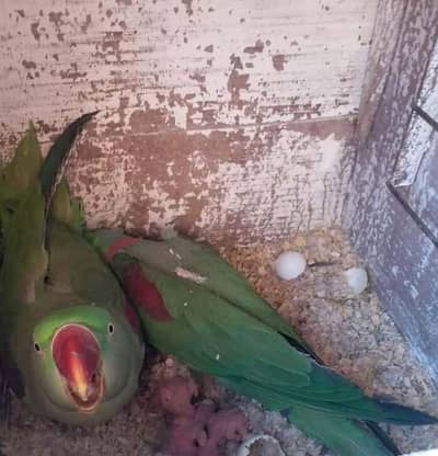 kashmiri breeder pair