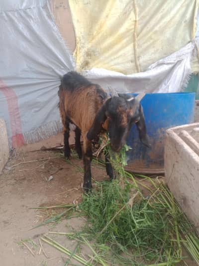 ek bakri sath mein ek nar baccha