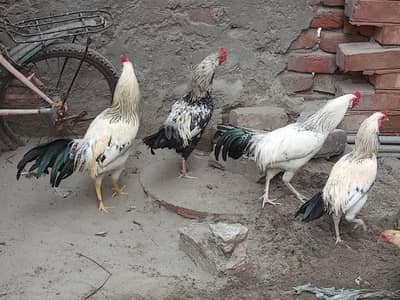 امپورٹڈ بریڈ فور سیل – پرائز 5000