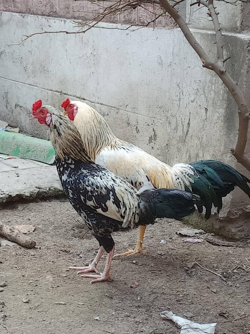 امپورٹڈ بریڈ فور سیل – پرائز 5000 1