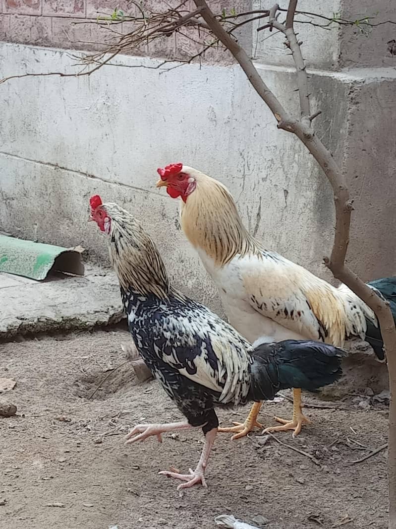 امپورٹڈ بریڈ فور سیل – پرائز 5000 2