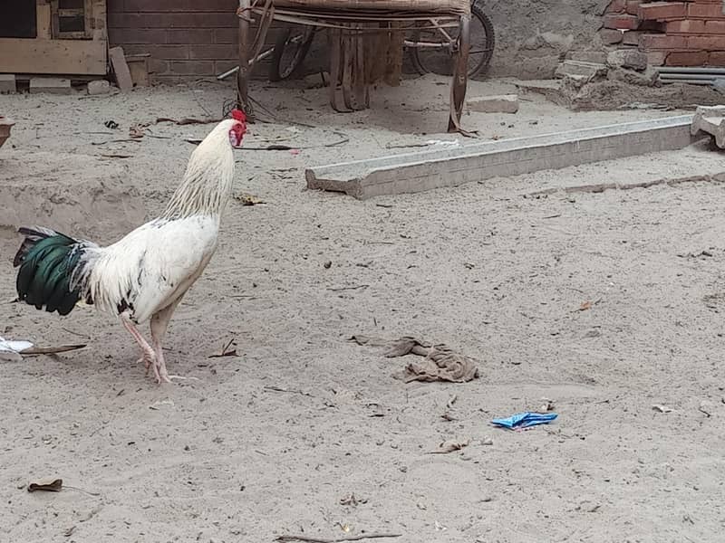 امپورٹڈ بریڈ فور سیل – پرائز 5000 3